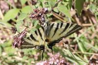 Iphiclides podalirius