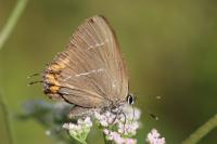 Satyrium w-album