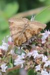 Euclidia glyphica