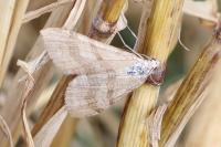 Aplocera efformata/plagiata