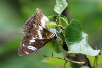 Limenitis camilla