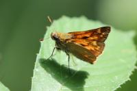 Ochlodes sylvanus