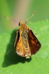 Ochlodes sylvanus