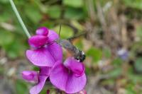 Macroglossum stellatarum