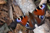 Aglais io
