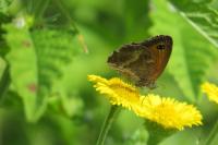 Pyronia tithonus