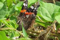 Vanessa atalanta