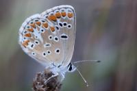 Aricia agestis