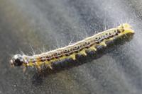 Cydalima perspectalis