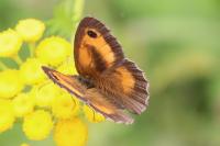 Pyronia tithonus