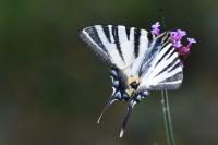 Iphiclides podalirius
