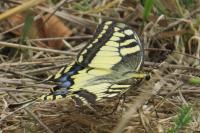 Papilio machaon