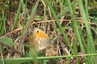 Coenonympha pamphilus