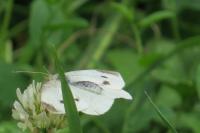 Pieris rapae