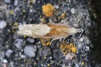 Eucosma