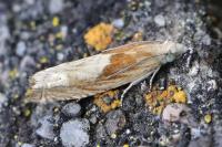 Eucosma