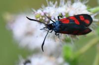 Zygaena filipendulae