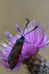Zygaena filipendulae