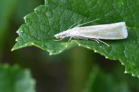 Crambus perlellus