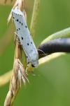 Myelois circumvoluta