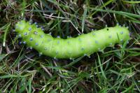 Saturnia pyri