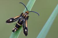 Chamaesphecia nigrifrons