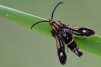 Chamaesphecia nigrifrons