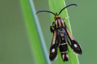 Chamaesphecia nigrifrons