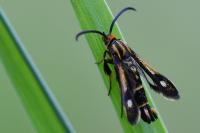 Chamaesphecia nigrifrons