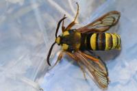 Sesia apiformis