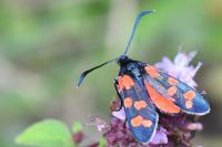 Zygaena transalpina
