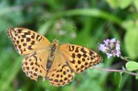 Argynnis paphia