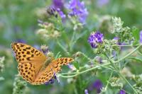 Argynnis paphia