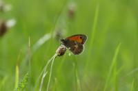 Coenonympha pamphilus