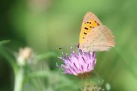 Lycaena phlaeas