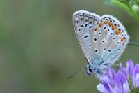 Polyommatus icarus