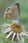 Polyommatus icarus