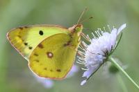 Colias alfacariensis