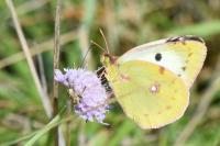Colias alfacariensis