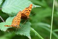 Polygonia c-album