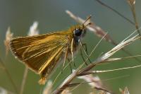 Thymelicus sylvestris