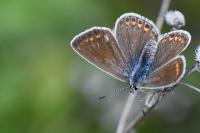 Polyommatus icarus