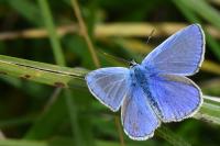 Polyommatus icarus