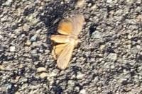 Noctua pronuba
