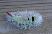 Calliteara pudibunda
