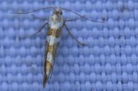 Argyresthia goedartella