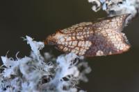 Acleris rhombana
