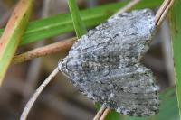 Epirrita