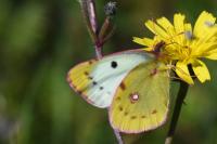 Colias alfacariensis