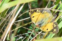 Colias crocea